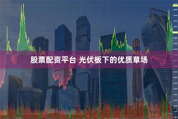 股票配资平台 光伏板下的优质草场